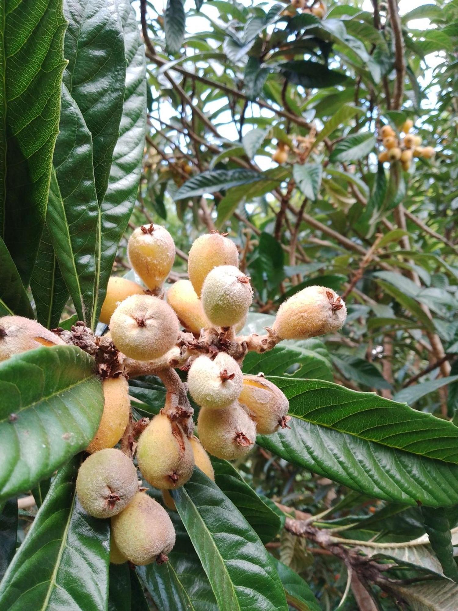 הוילה סאו בנטו דו ספוקאי Rancho Pe Da Pedra חדר תמונה